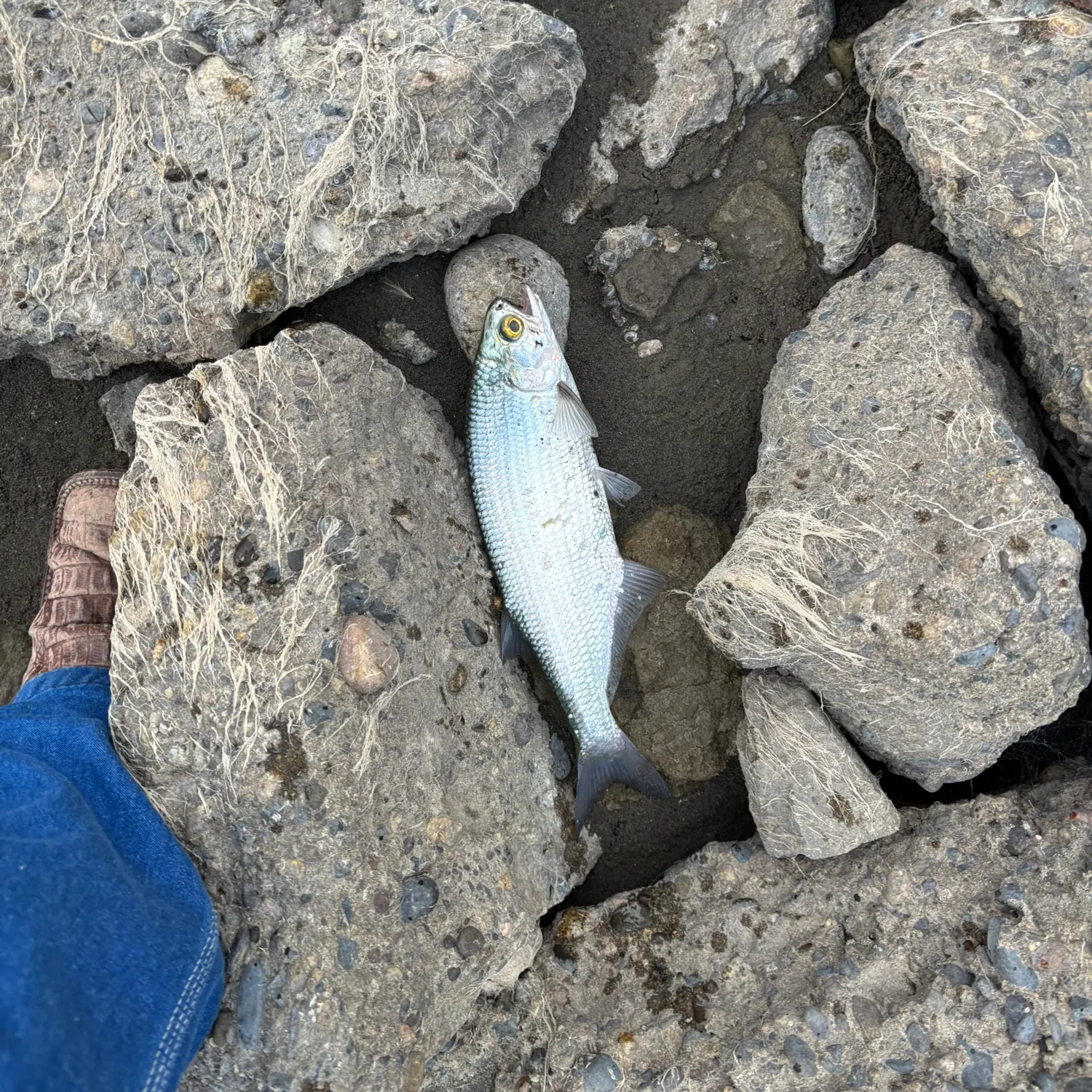 Goldeye caught on Fishbrain