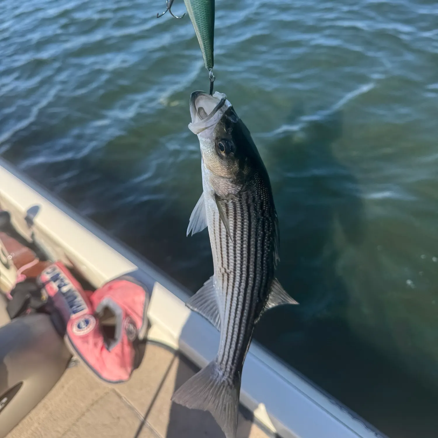 Striped bass caught on Fishbrain