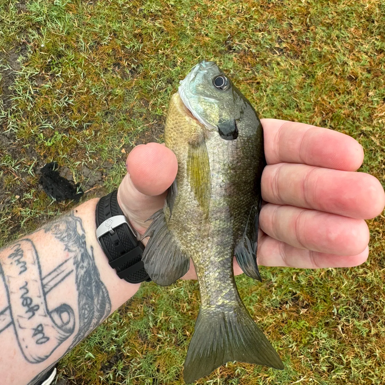 Bluegill caught on Fishbrain