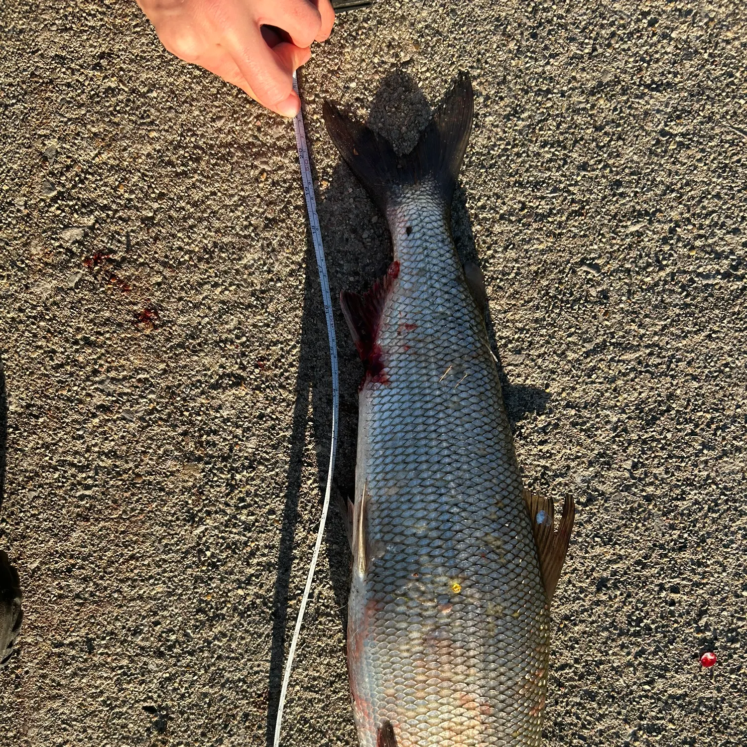 The most recent Lake whitefish catches on Fishbrain