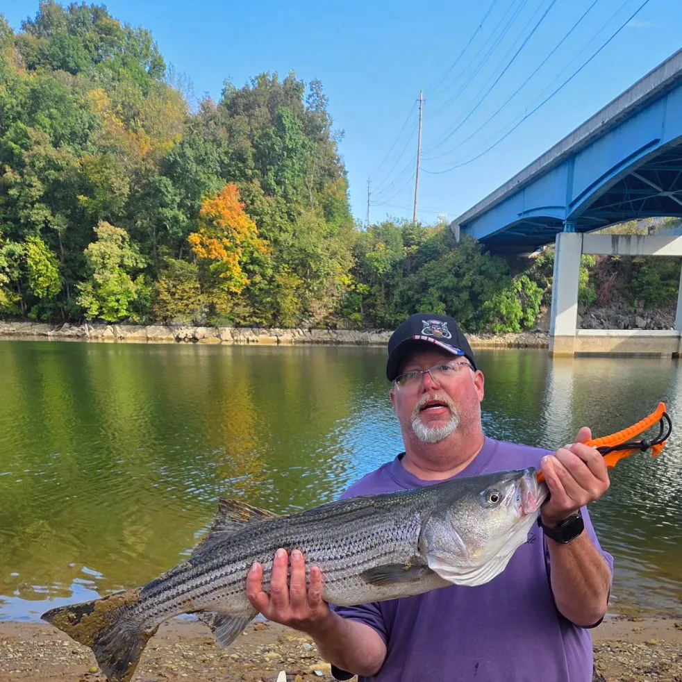 Striped bass caught on Fishbrain