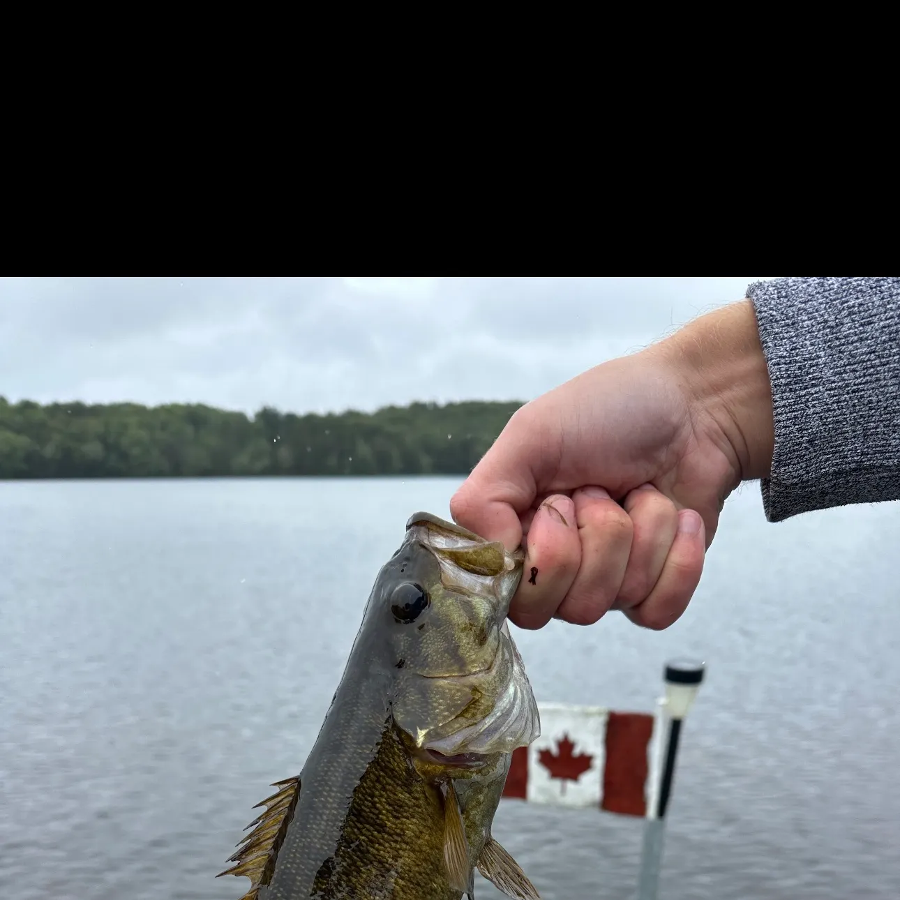 Smallmouth bass caught on Fishbrain
