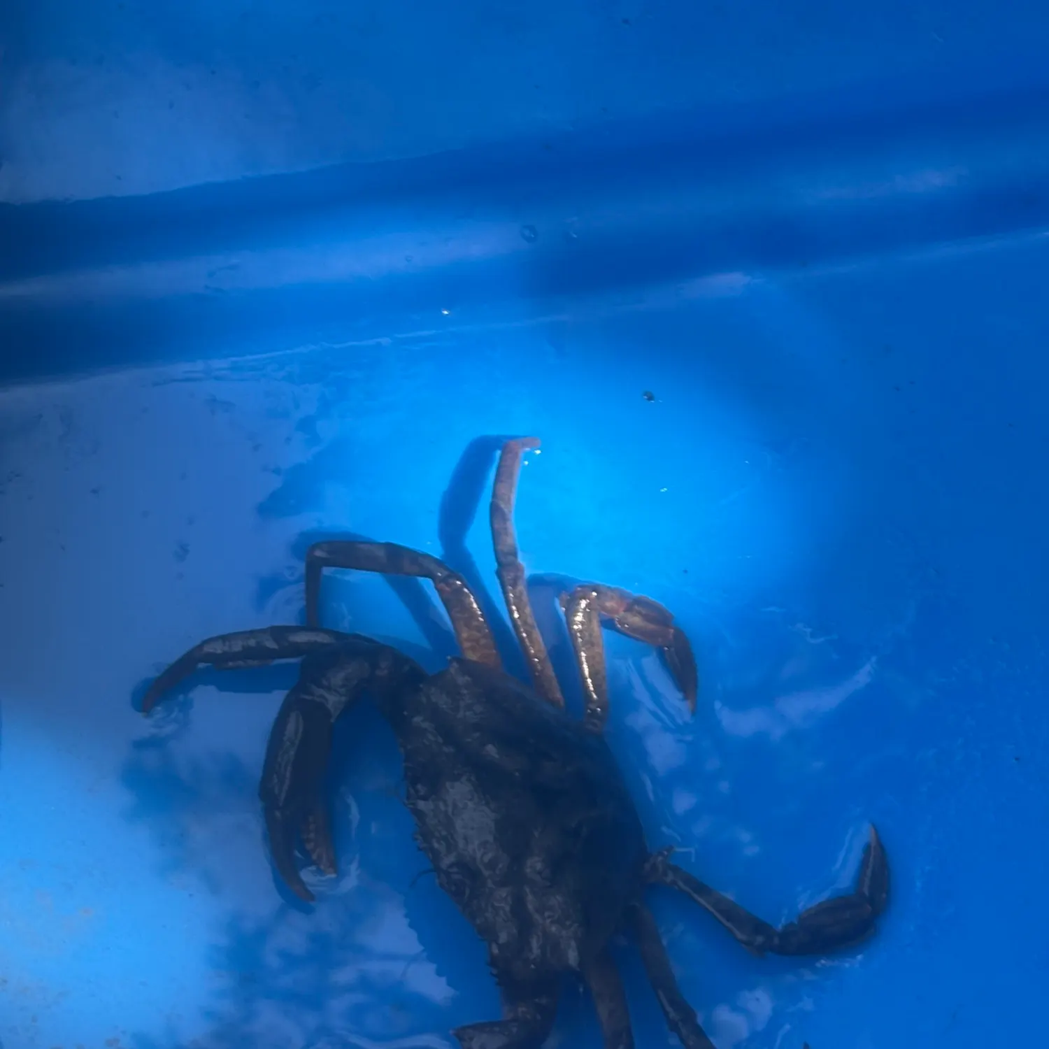 The most recent Green crab catches on Fishbrain