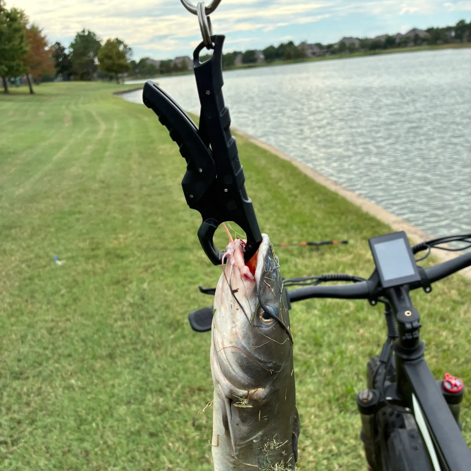 Channel catfish caught on Fishbrain