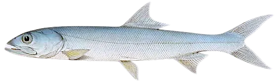 Hawaiian ladyfish