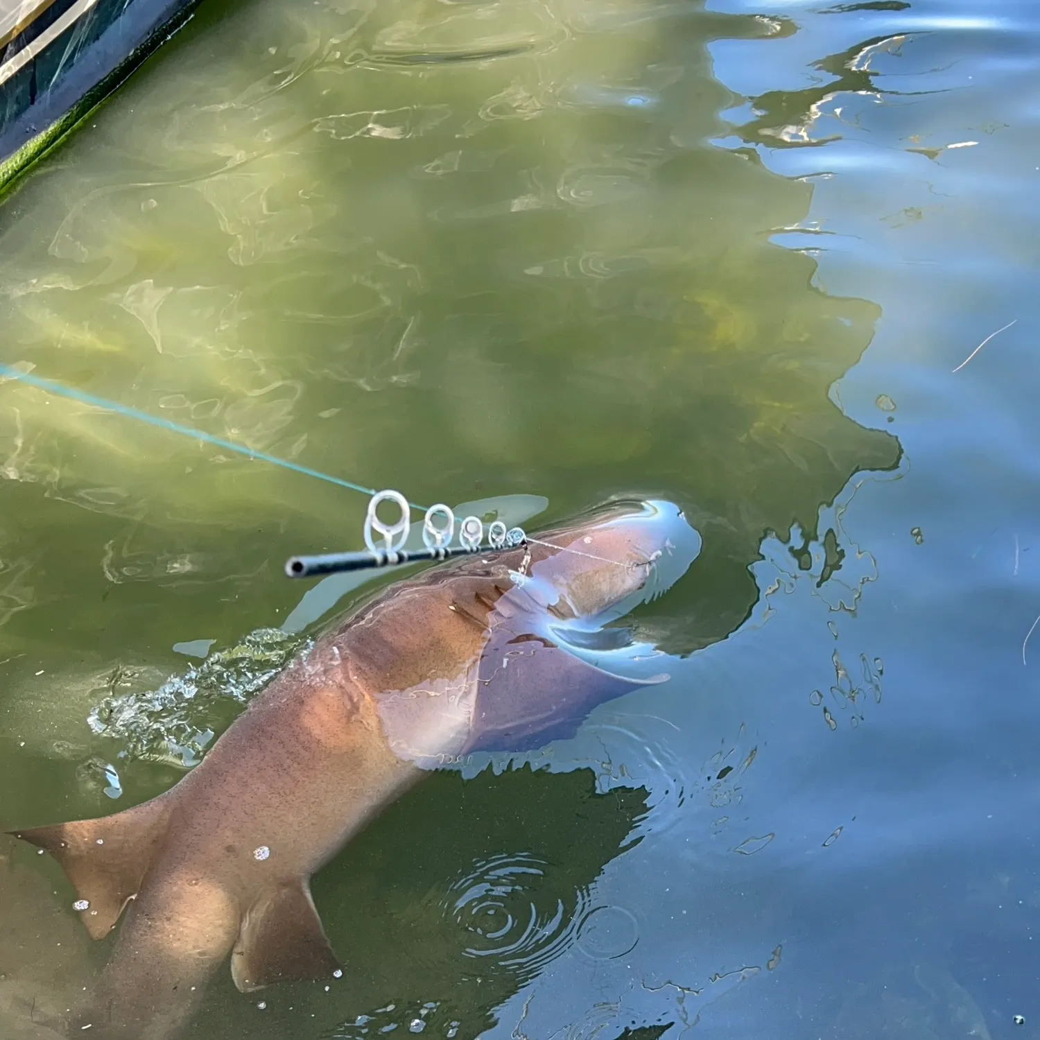 The most recent Nurse shark catches on Fishbrain
