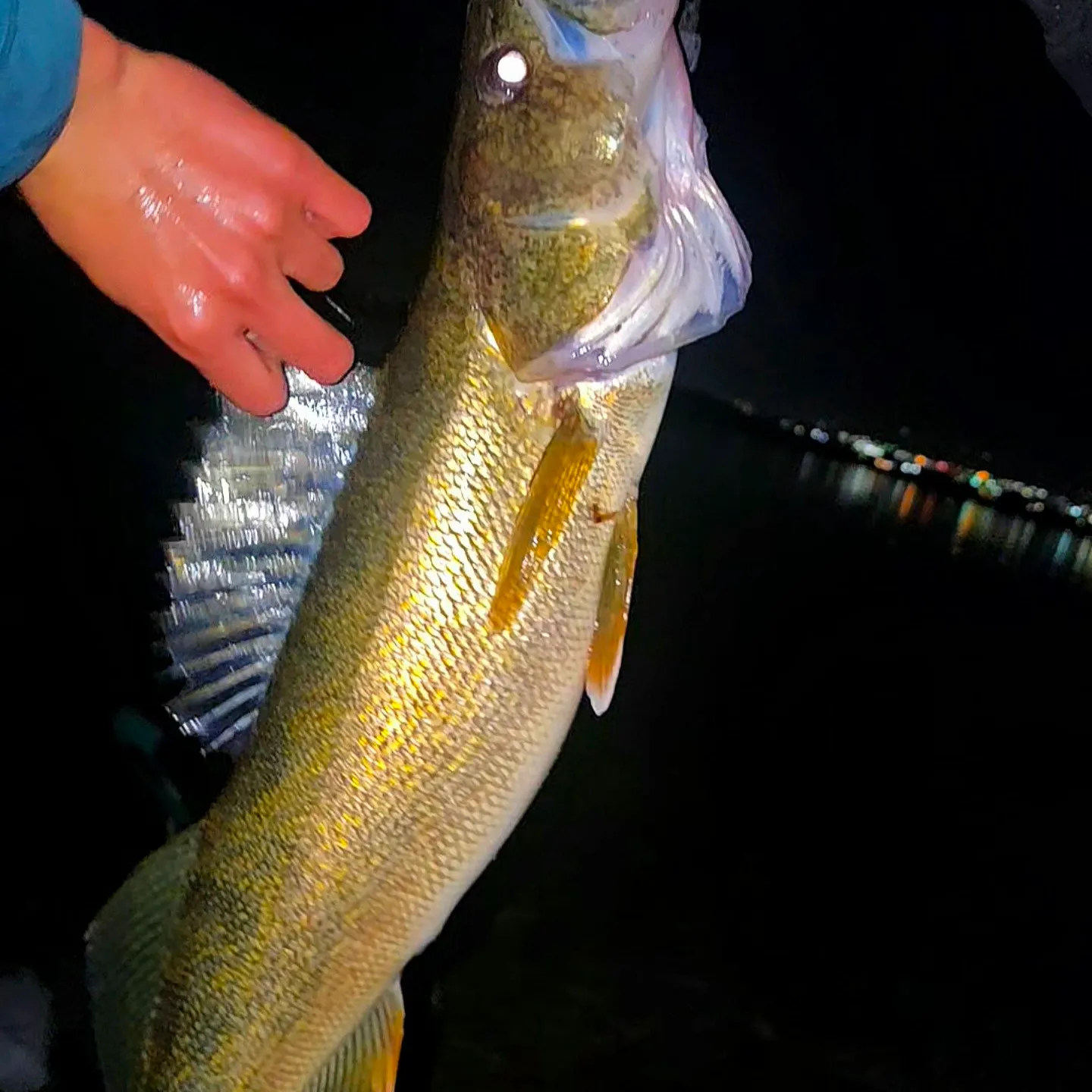 Walleye caught on Fishbrain