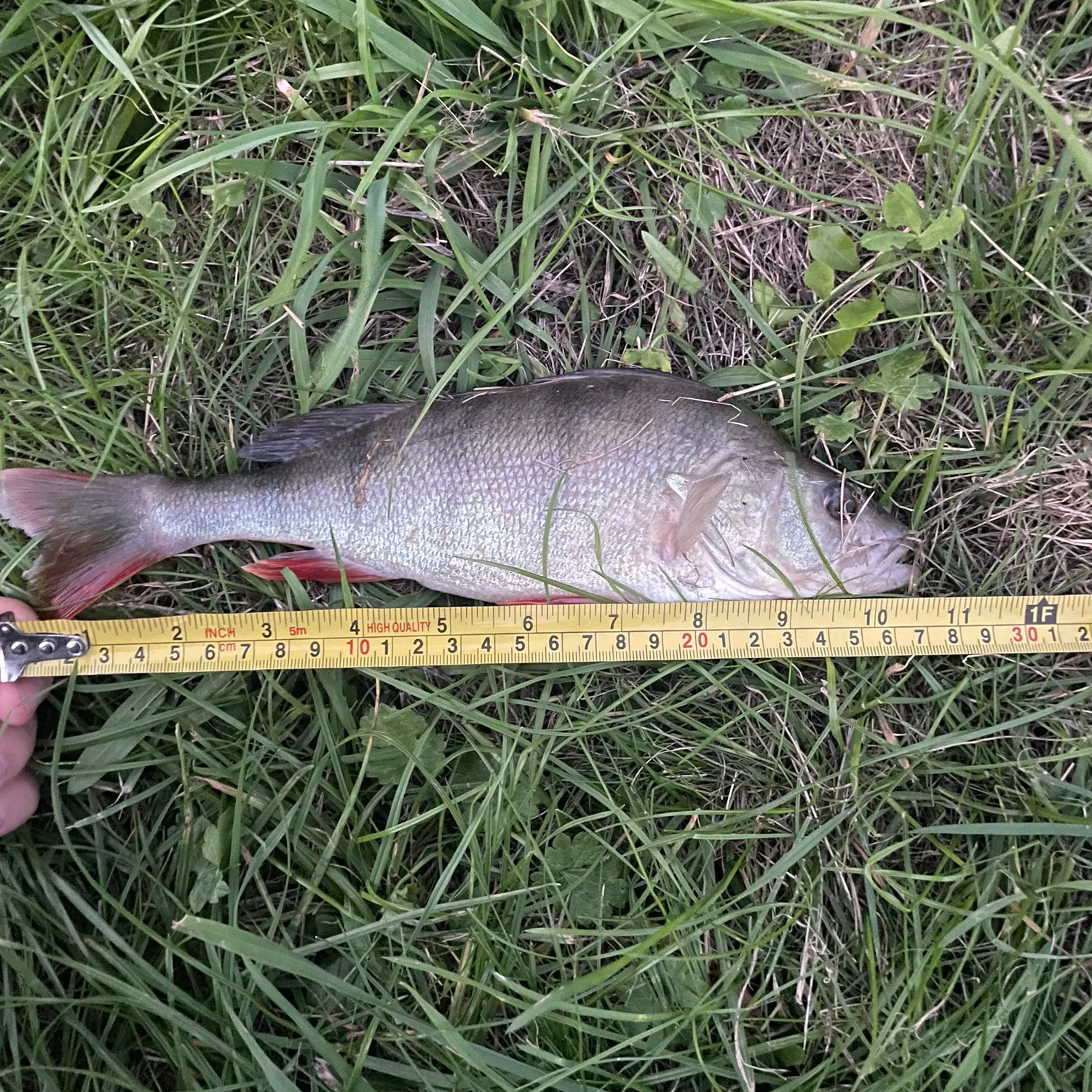 European perch caught on Fishbrain