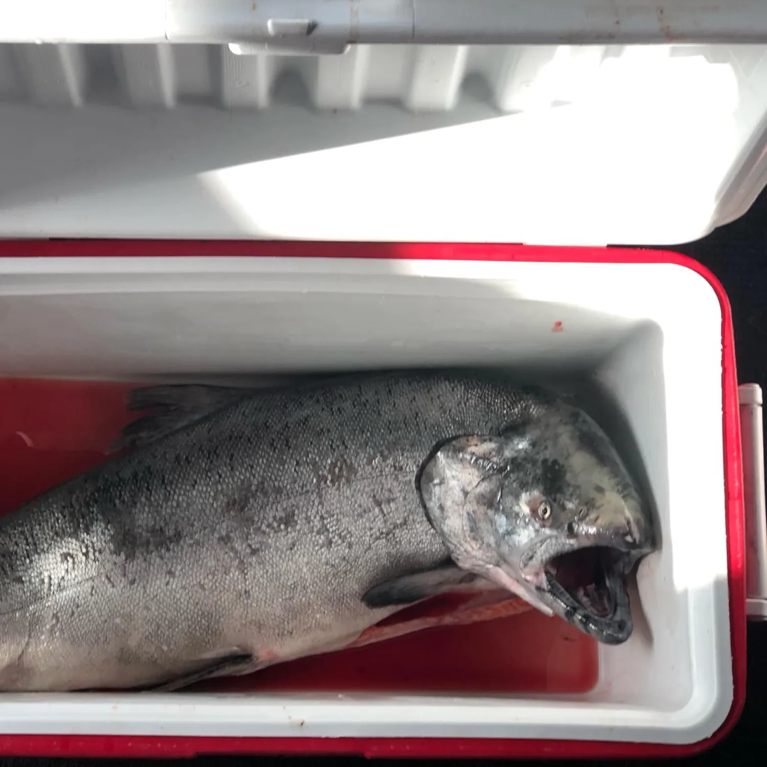 Chinook salmon caught on Fishbrain