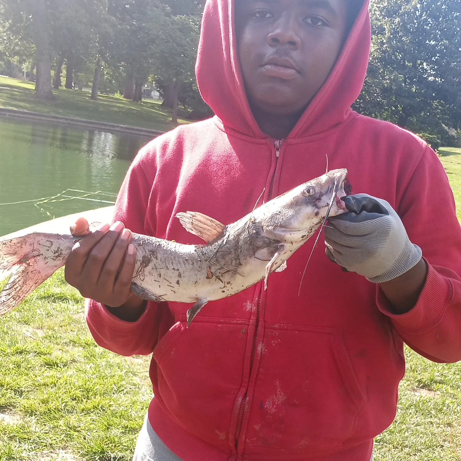Channel catfish caught on Fishbrain