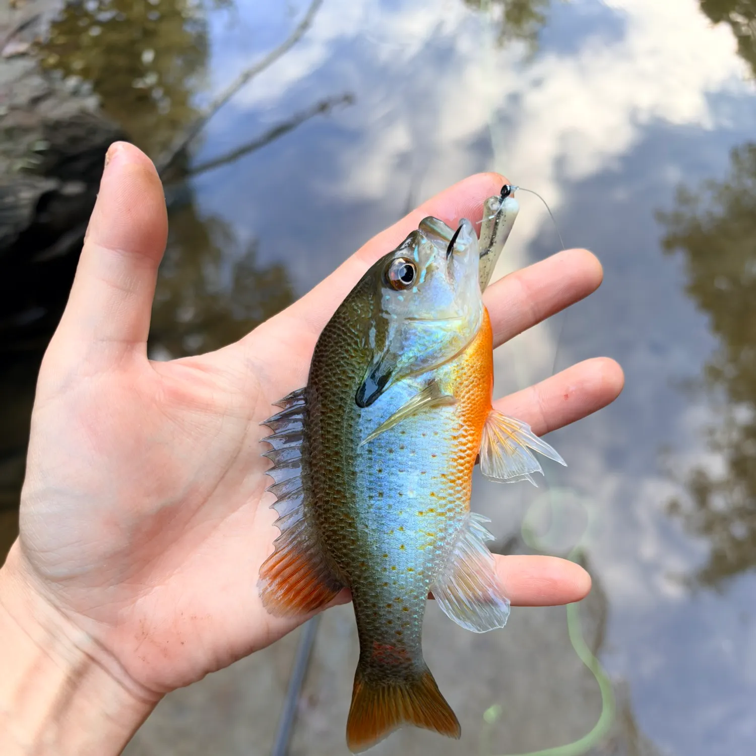 Redbreast sunfish caught on Fishbrain