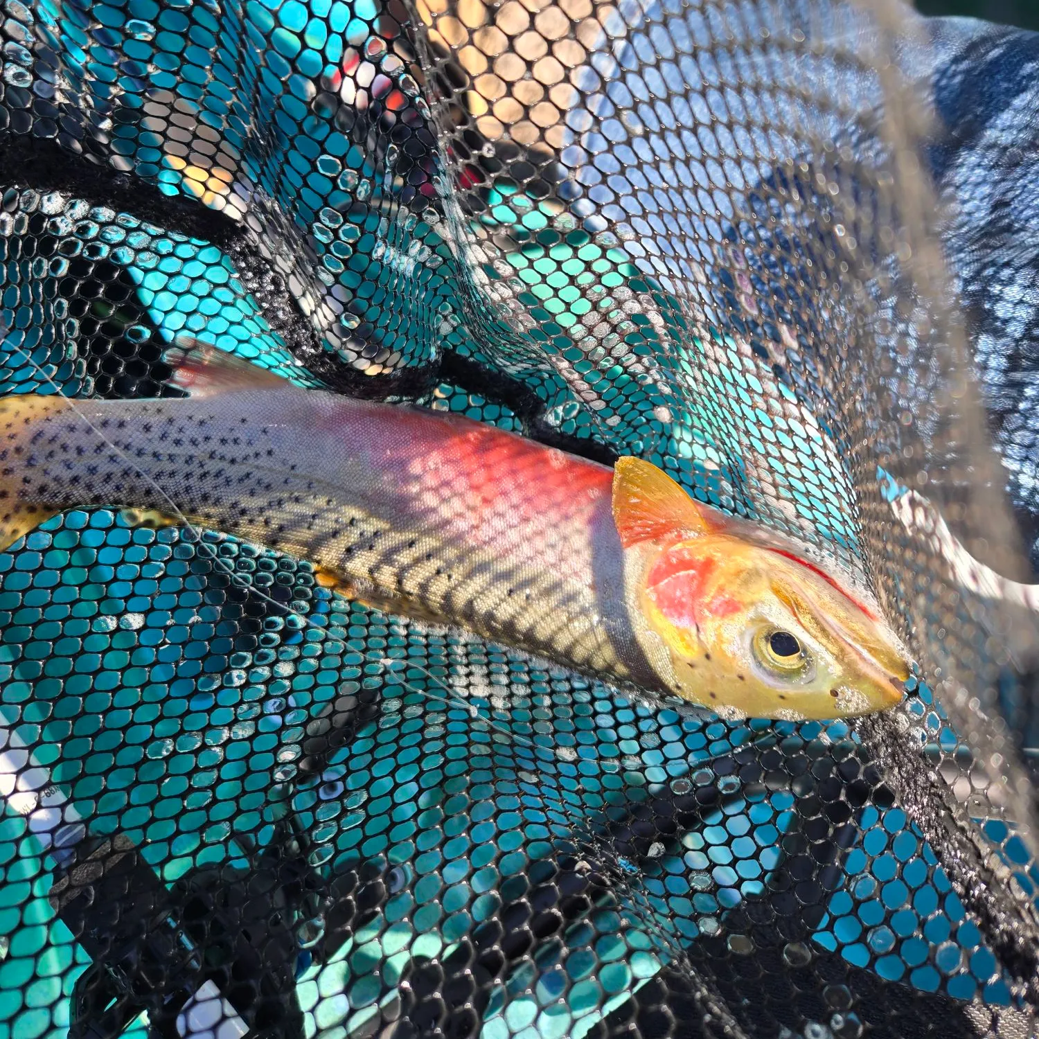 Cutthroat trout caught on Fishbrain