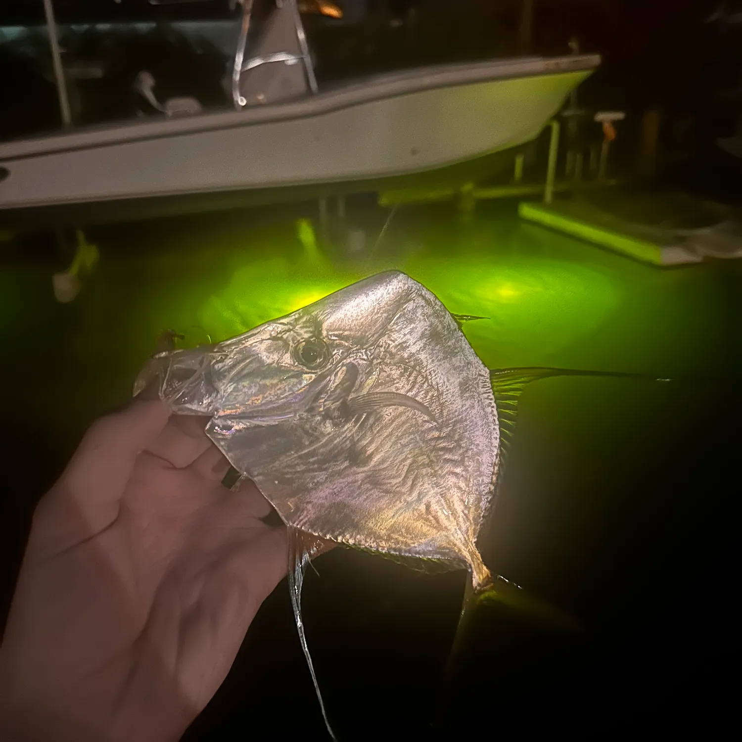 The most recent Lookdown catches on Fishbrain