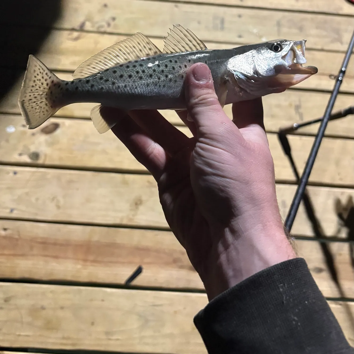 Spotted seatrout caught on Fishbrain