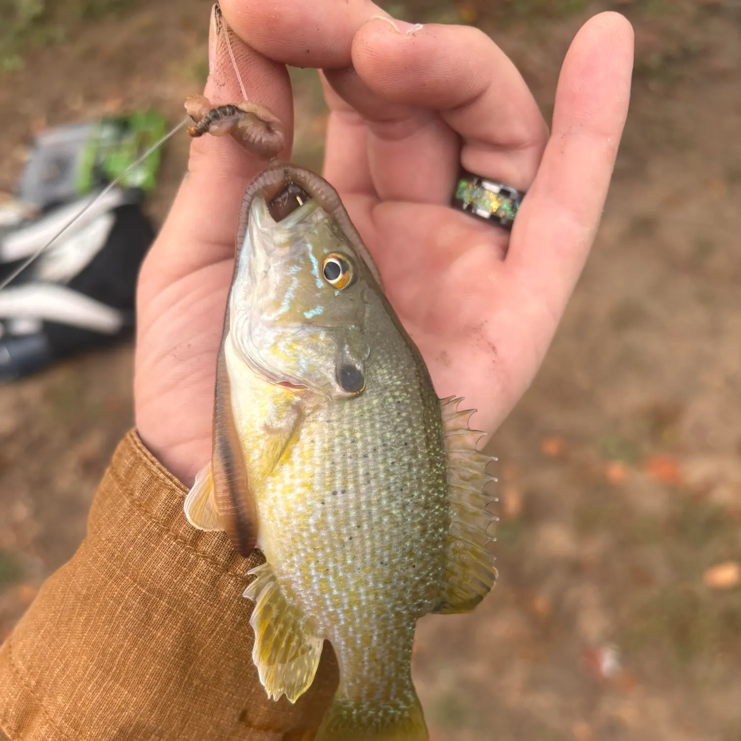 Green sunfish caught on Fishbrain