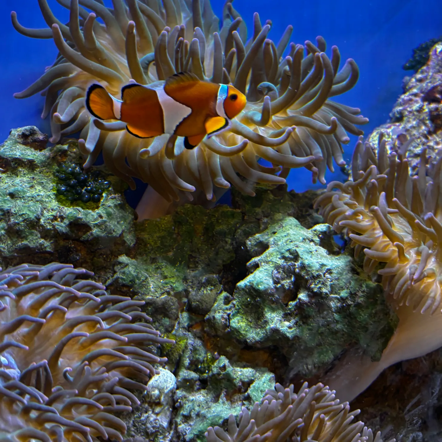 The most recent Clown anemonefish catches on Fishbrain