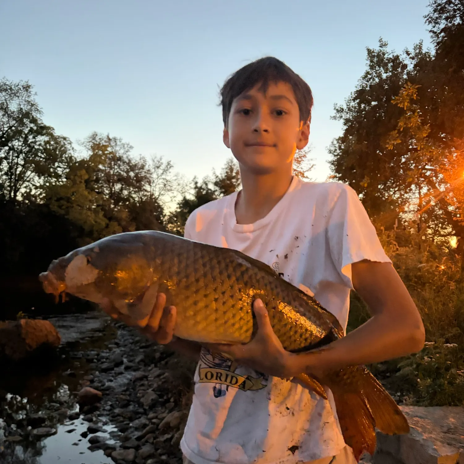 Common carp caught on Fishbrain