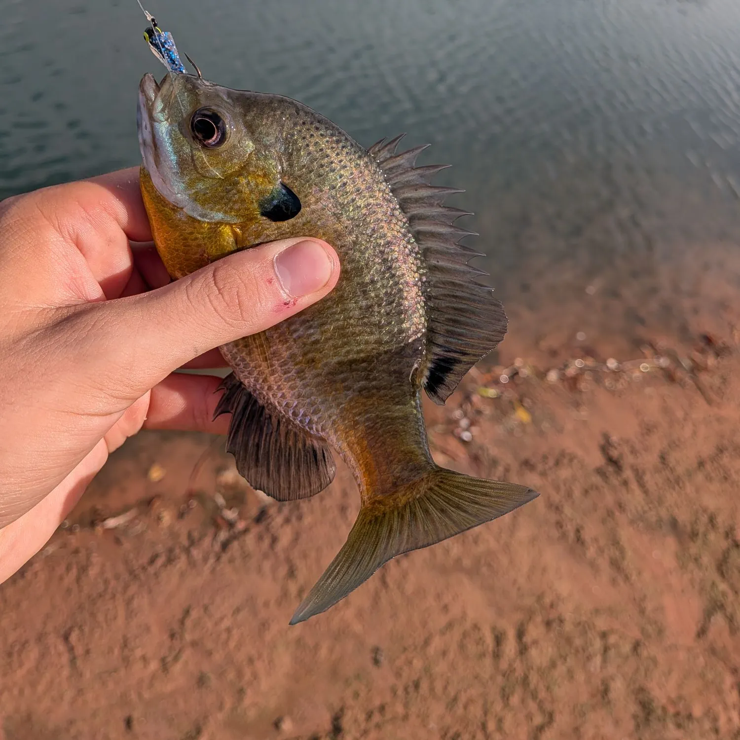 Bluegill caught on Fishbrain