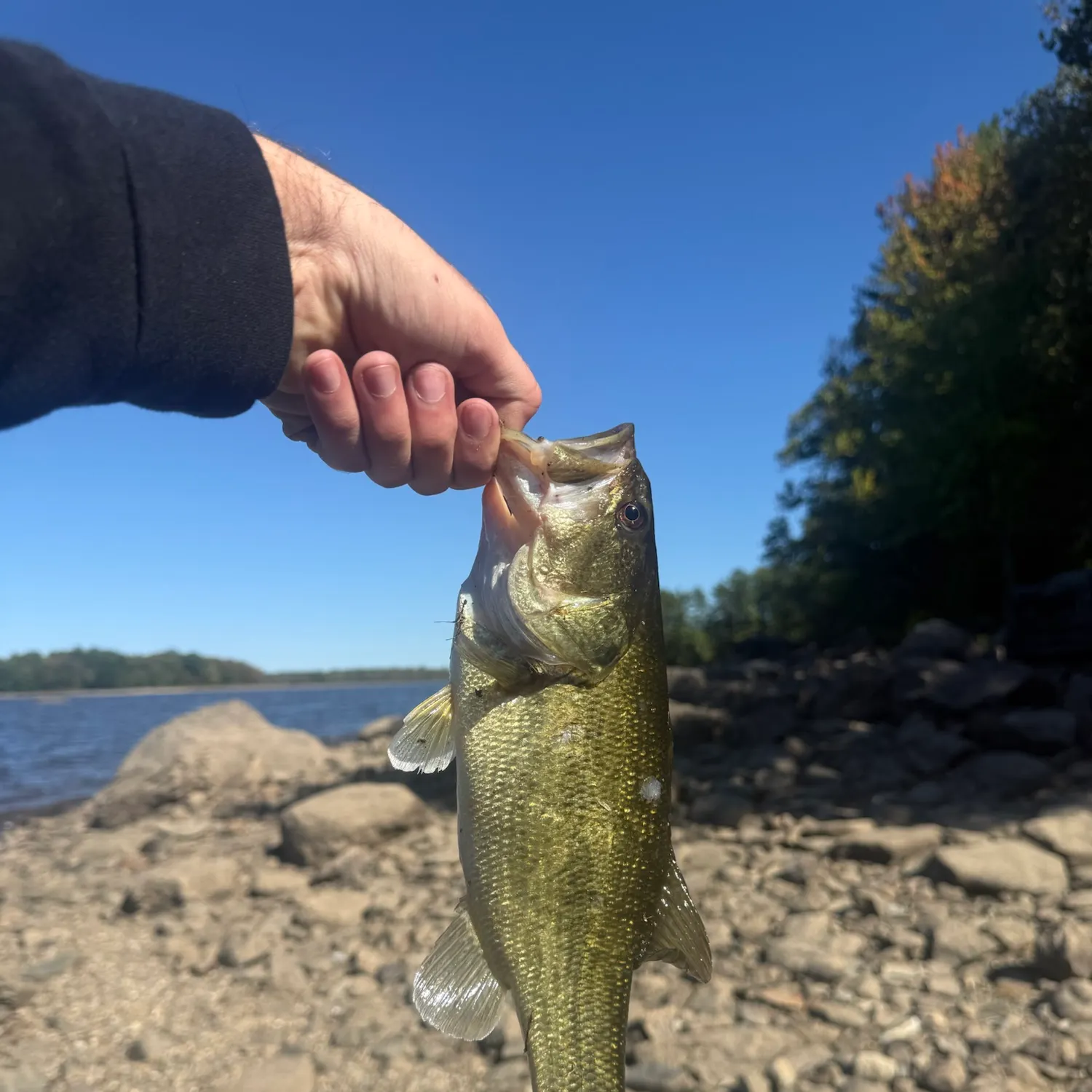 Largemouth bass caught on Fishbrain