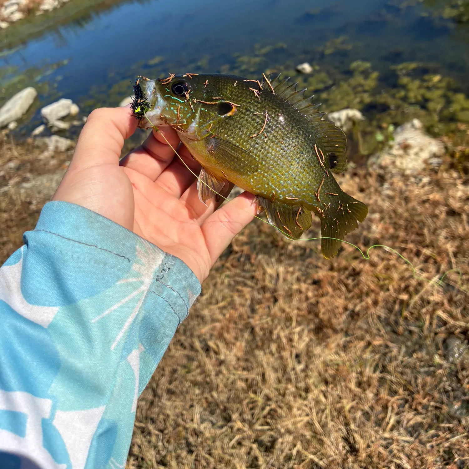 Green sunfish caught on Fishbrain