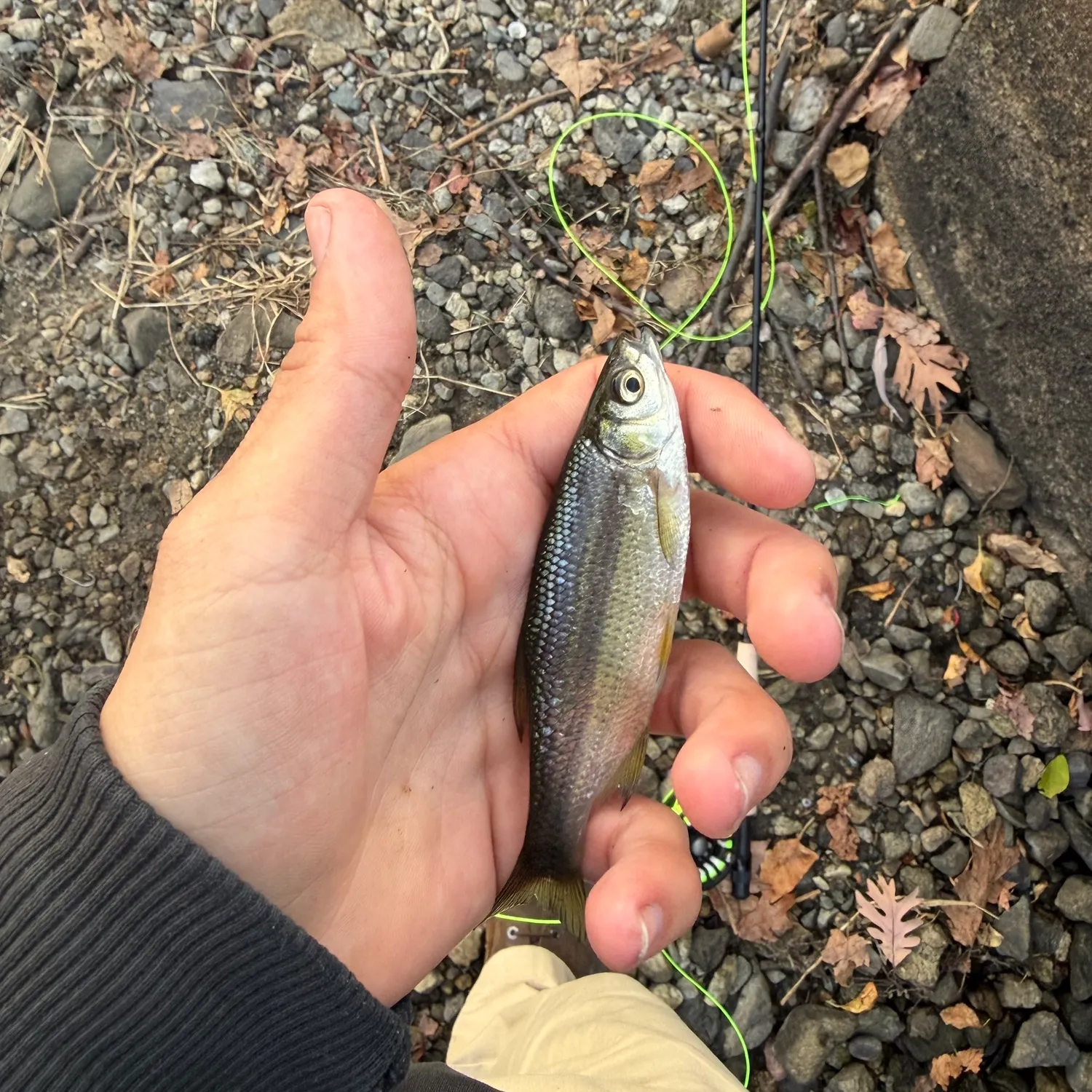 Golden shiner caught on Fishbrain