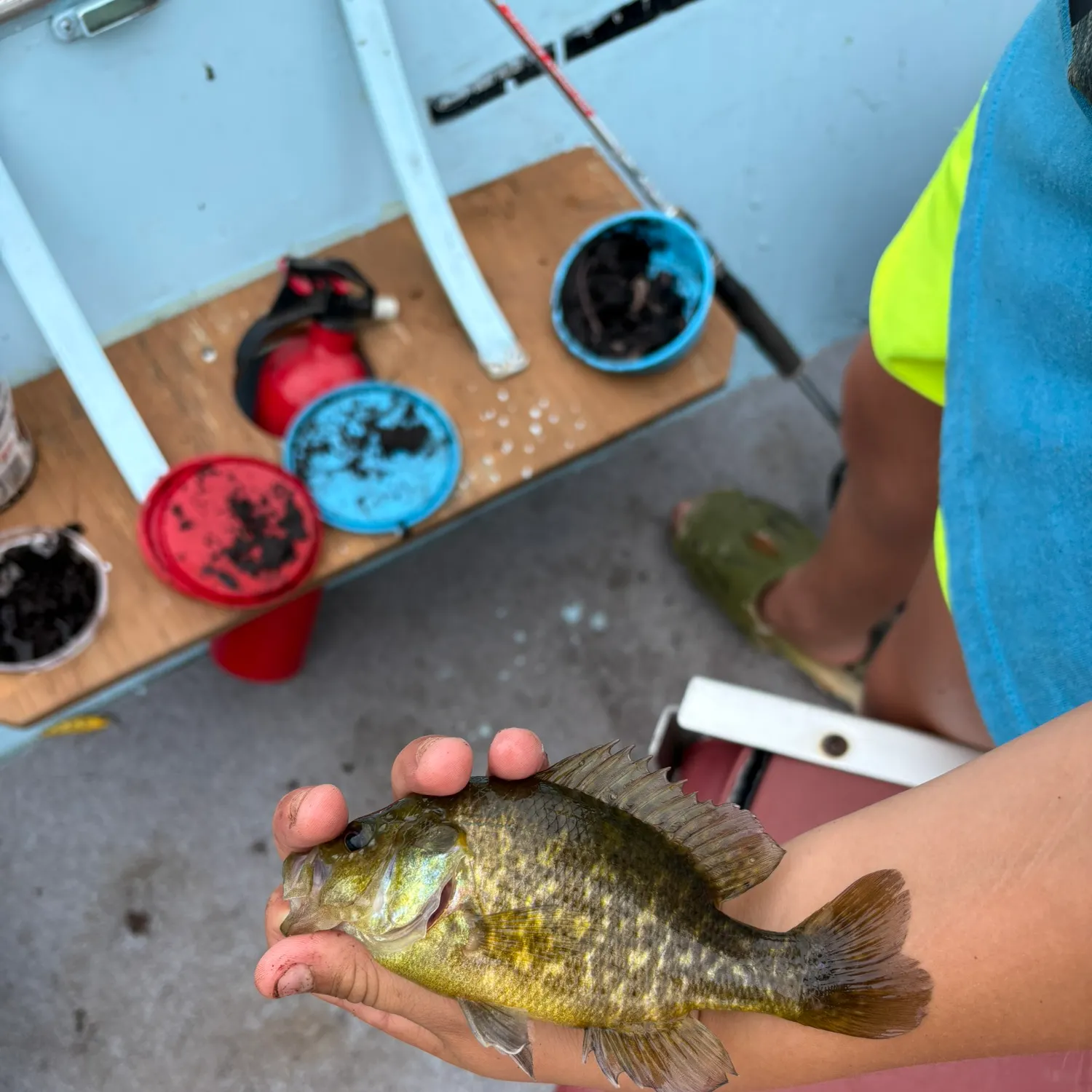 Black crappie caught on Fishbrain