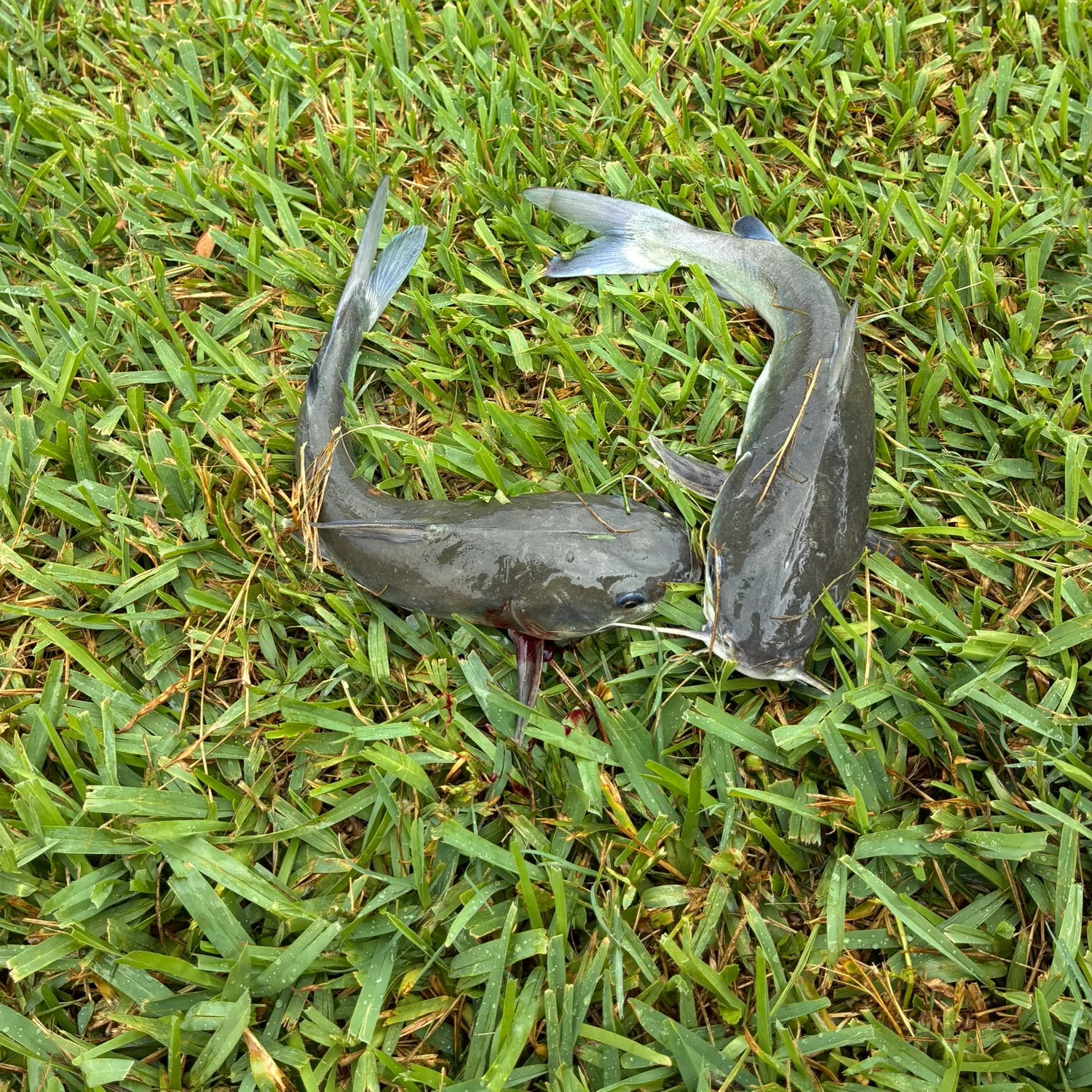 Hardhead sea catfish caught on Fishbrain