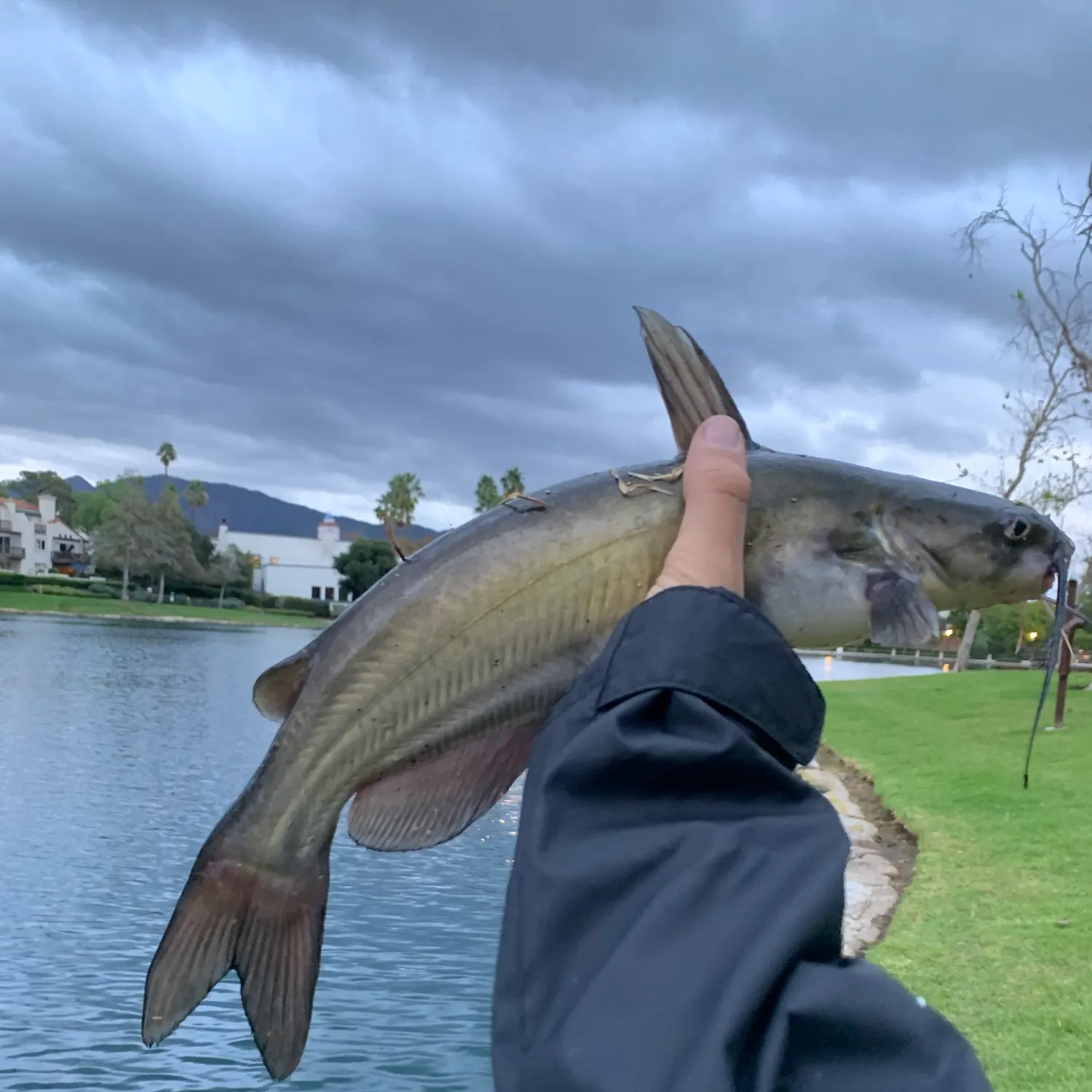Channel catfish caught on Fishbrain