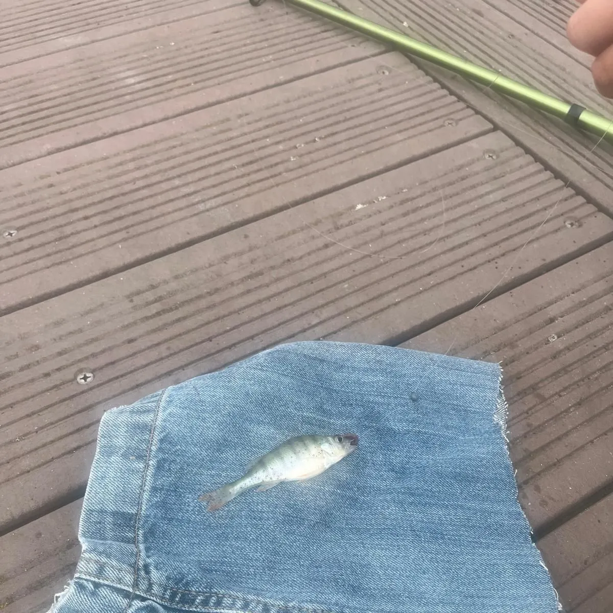 European perch caught on Fishbrain