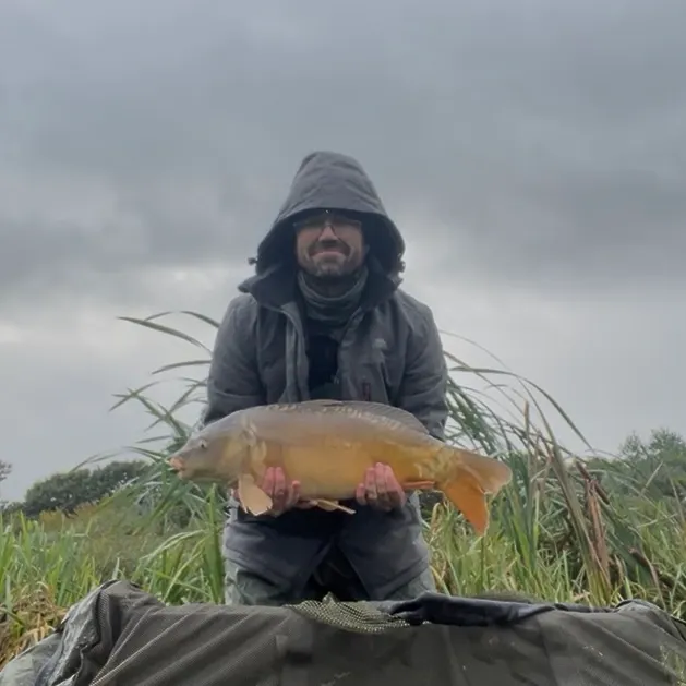 Mirror carp caught on Fishbrain