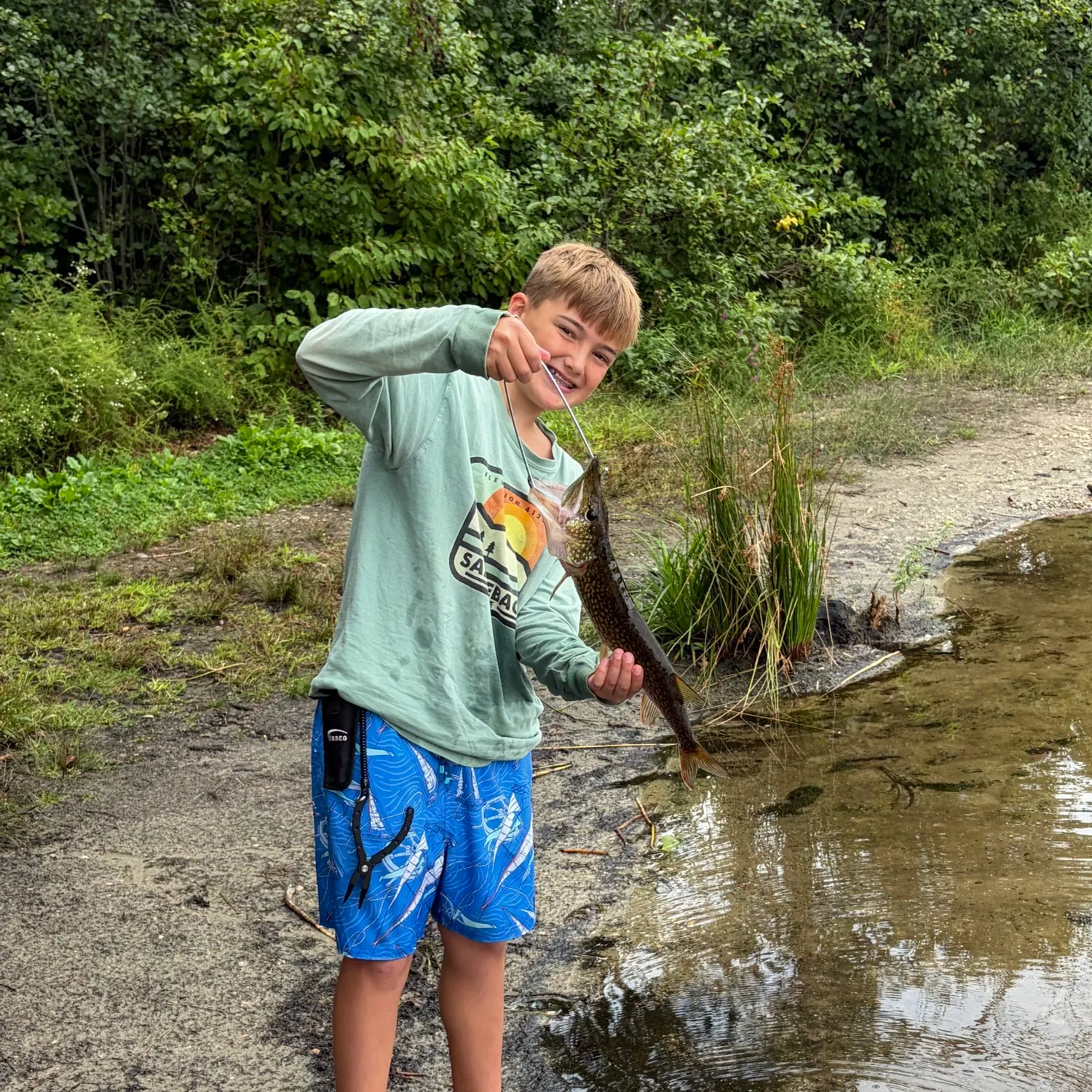 Chain pickerel caught on Fishbrain