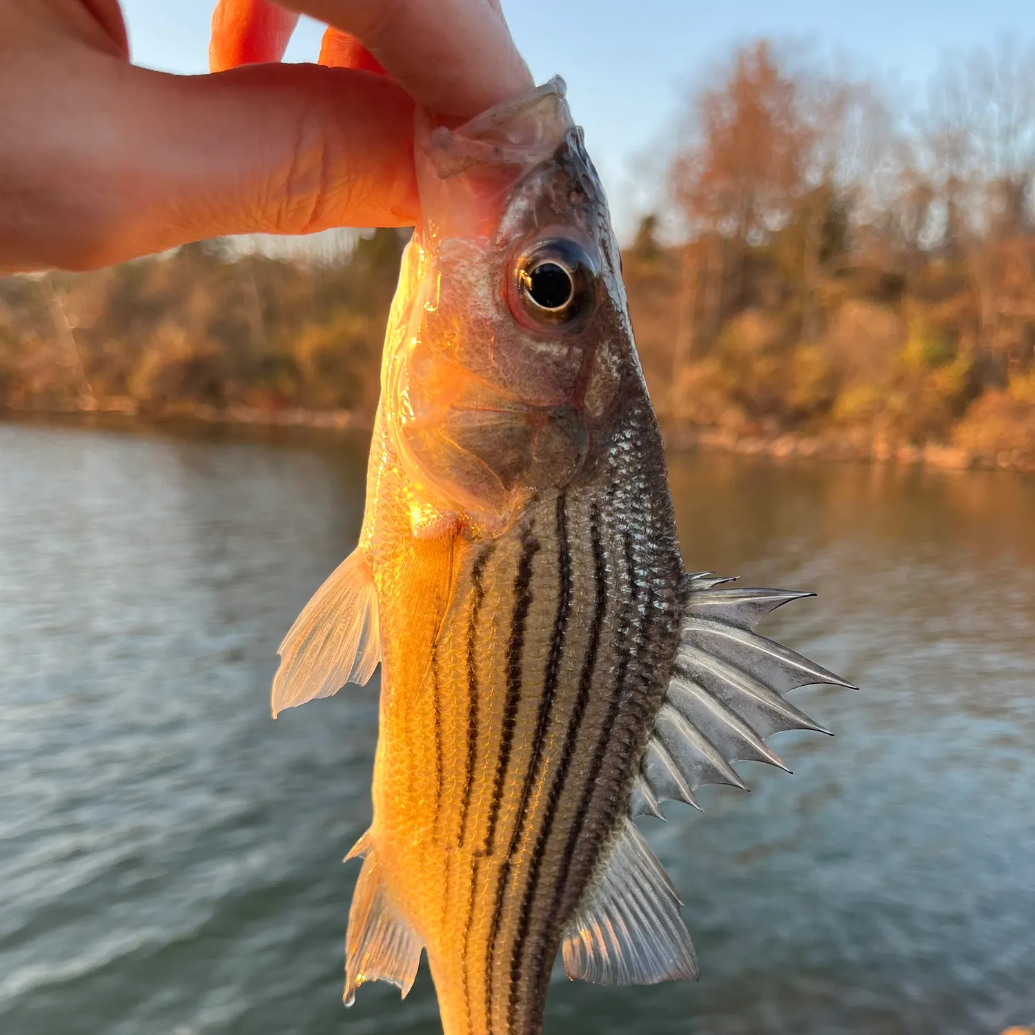 The most recent Yellow bass catches on Fishbrain