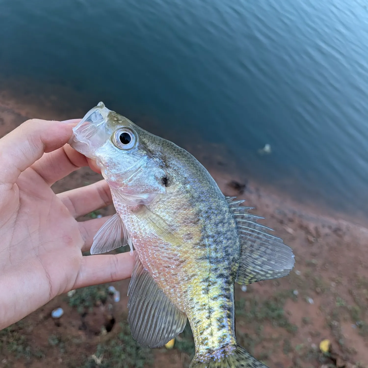 White crappie caught on Fishbrain