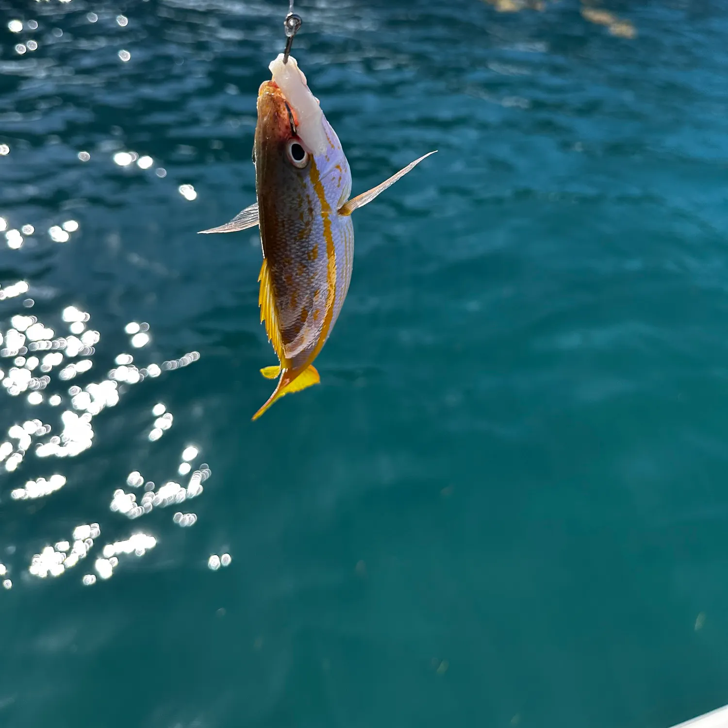 The most recent Yellowtail snapper catches on Fishbrain