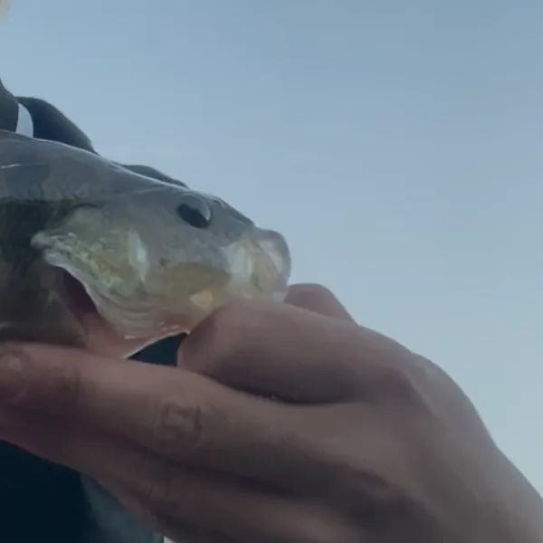 European perch caught on Fishbrain