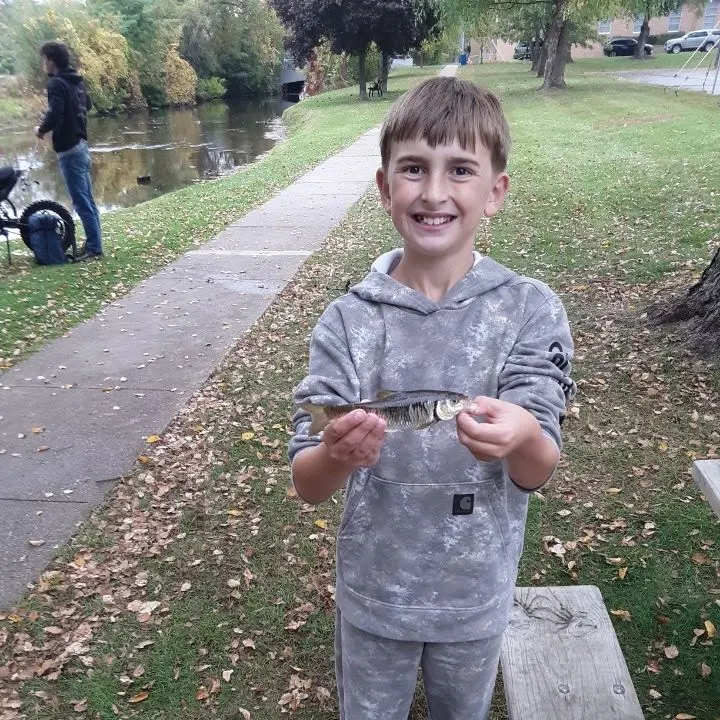 Striped shiner caught on Fishbrain