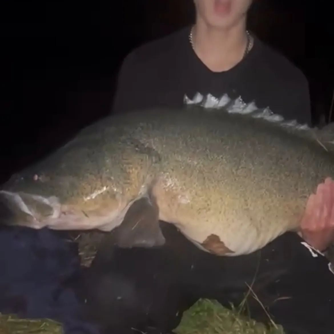 Murray cod caught on Fishbrain