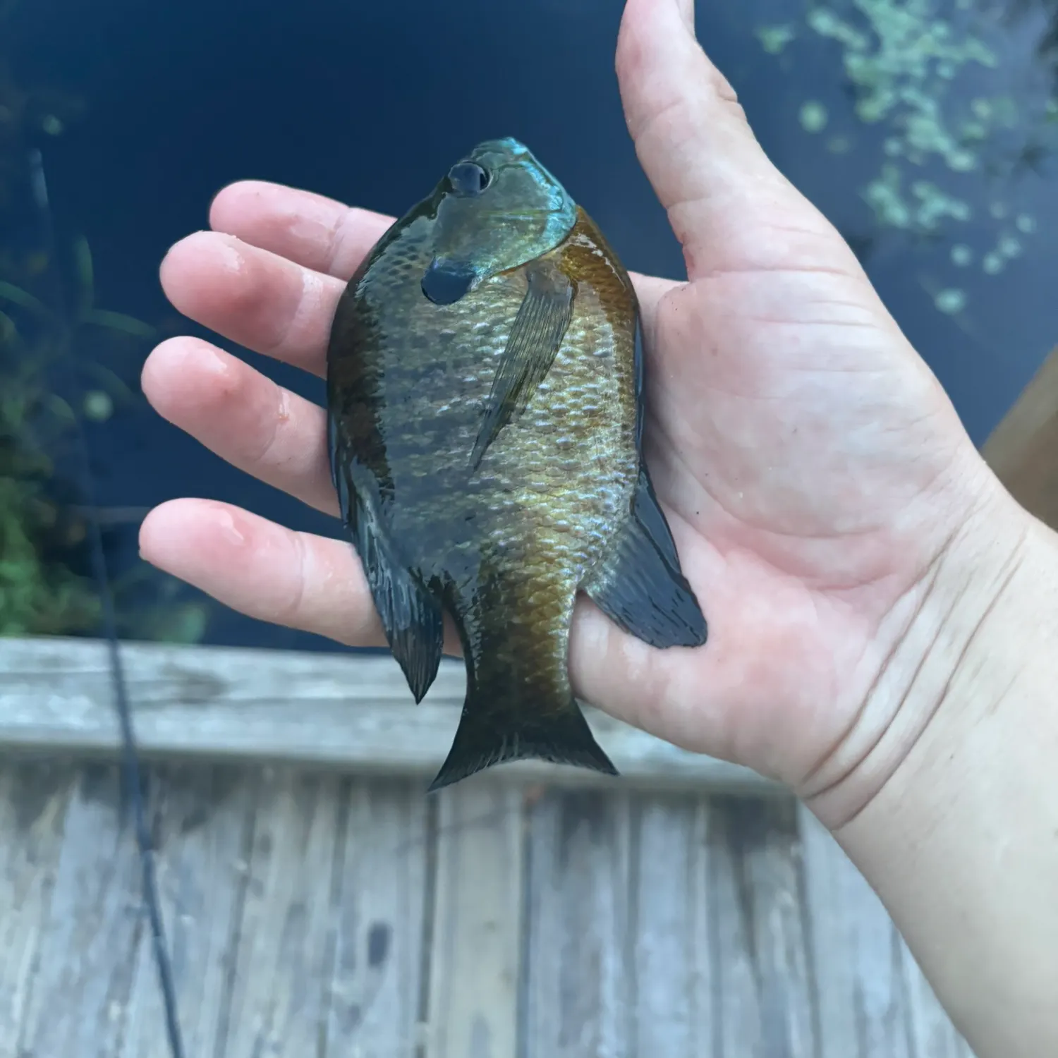 Bluegill caught on Fishbrain