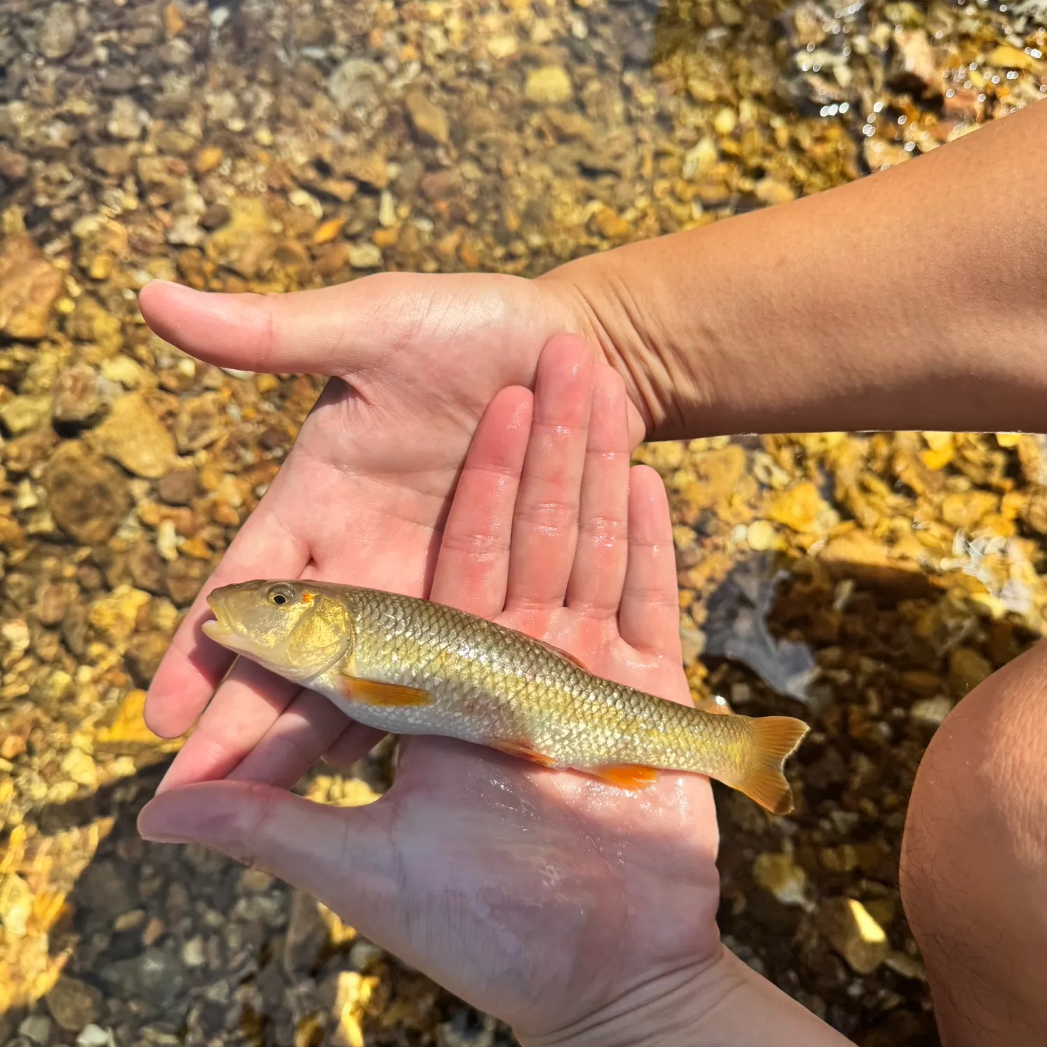The most recent Redspot chub catches on Fishbrain