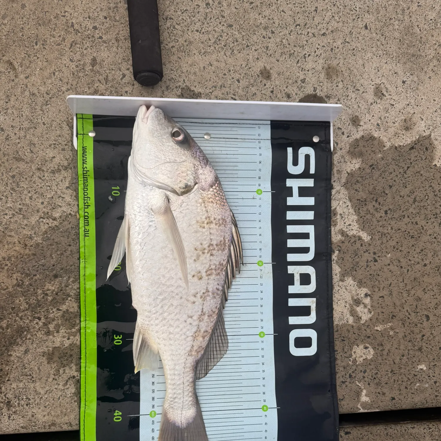 The most recent Javelin grunter catches on Fishbrain