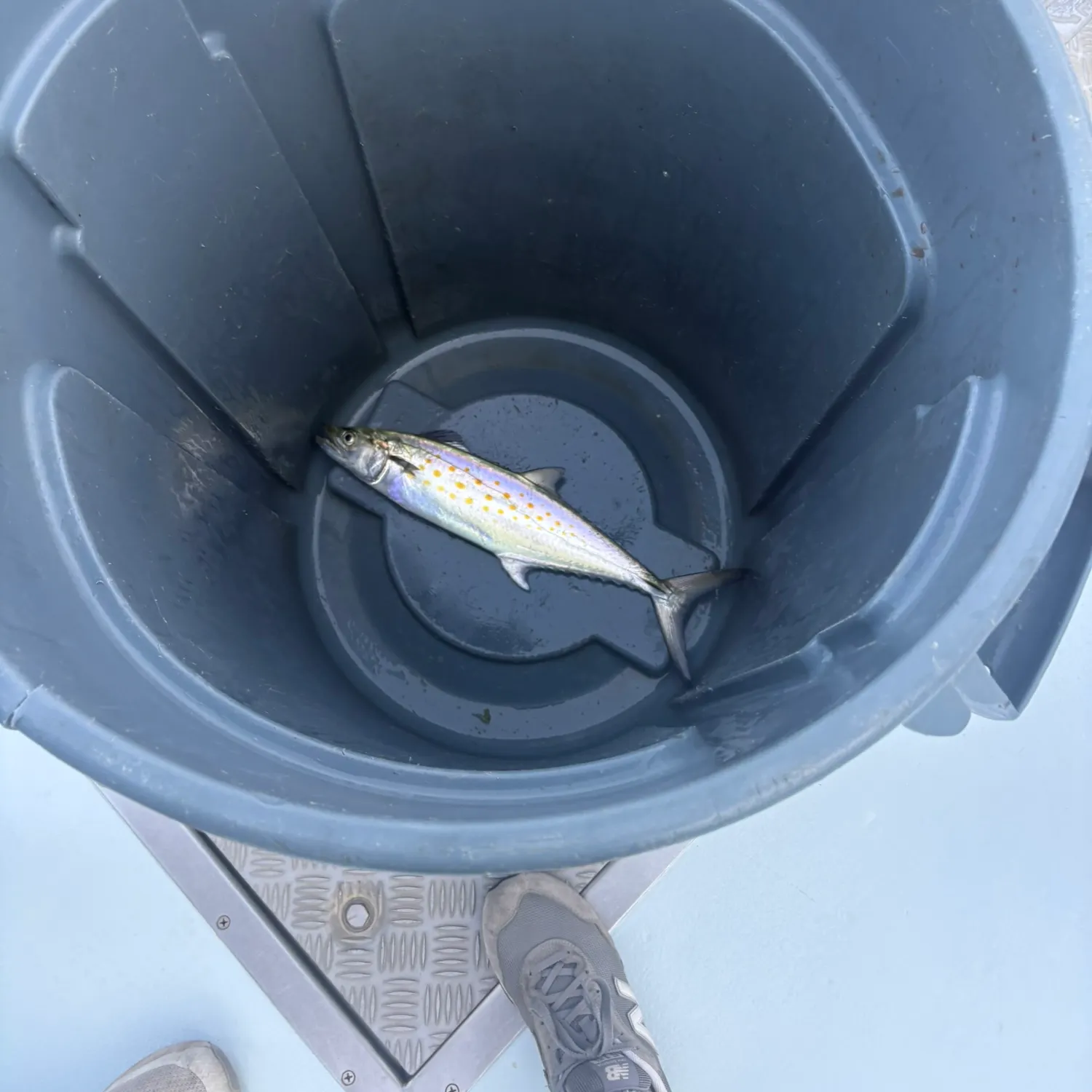 The most recent Dusky shark catches on Fishbrain
