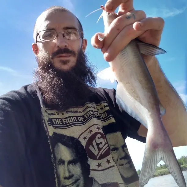 Blue catfish caught on Fishbrain