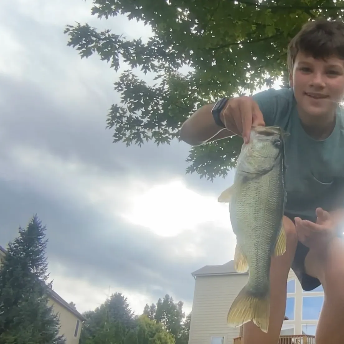 Largemouth bass caught on Fishbrain