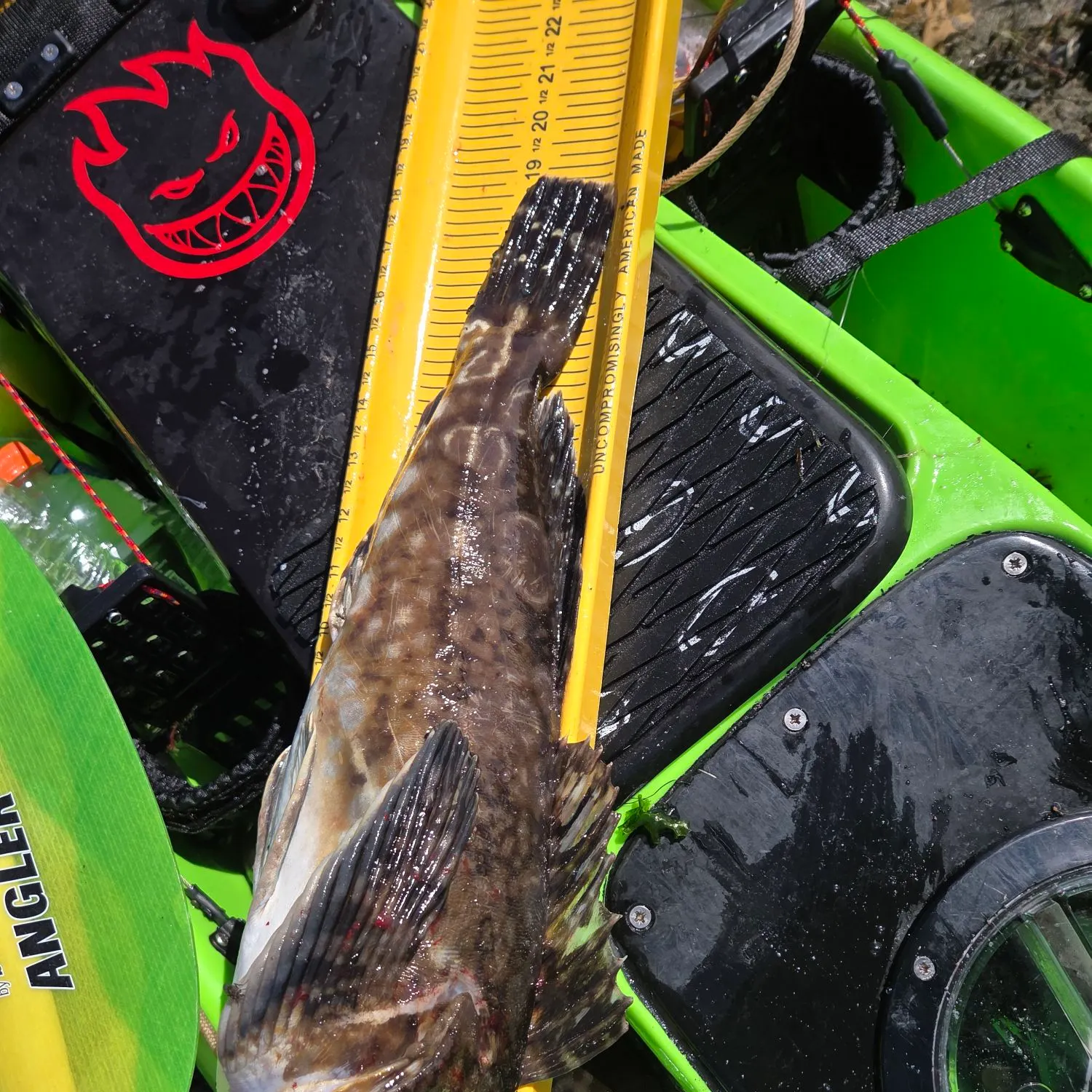 Cabezon caught on Fishbrain