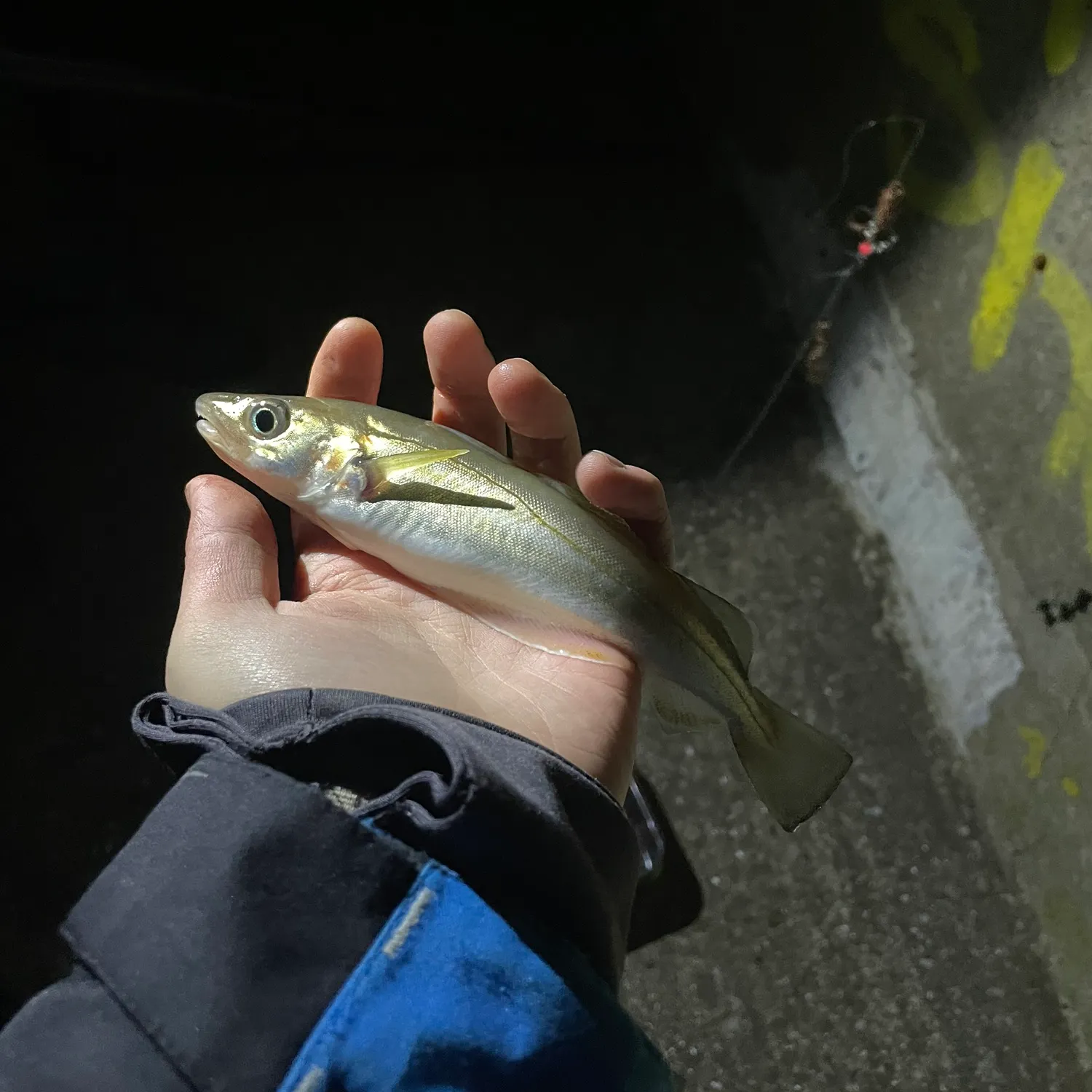 The most recent Whiting catches on Fishbrain