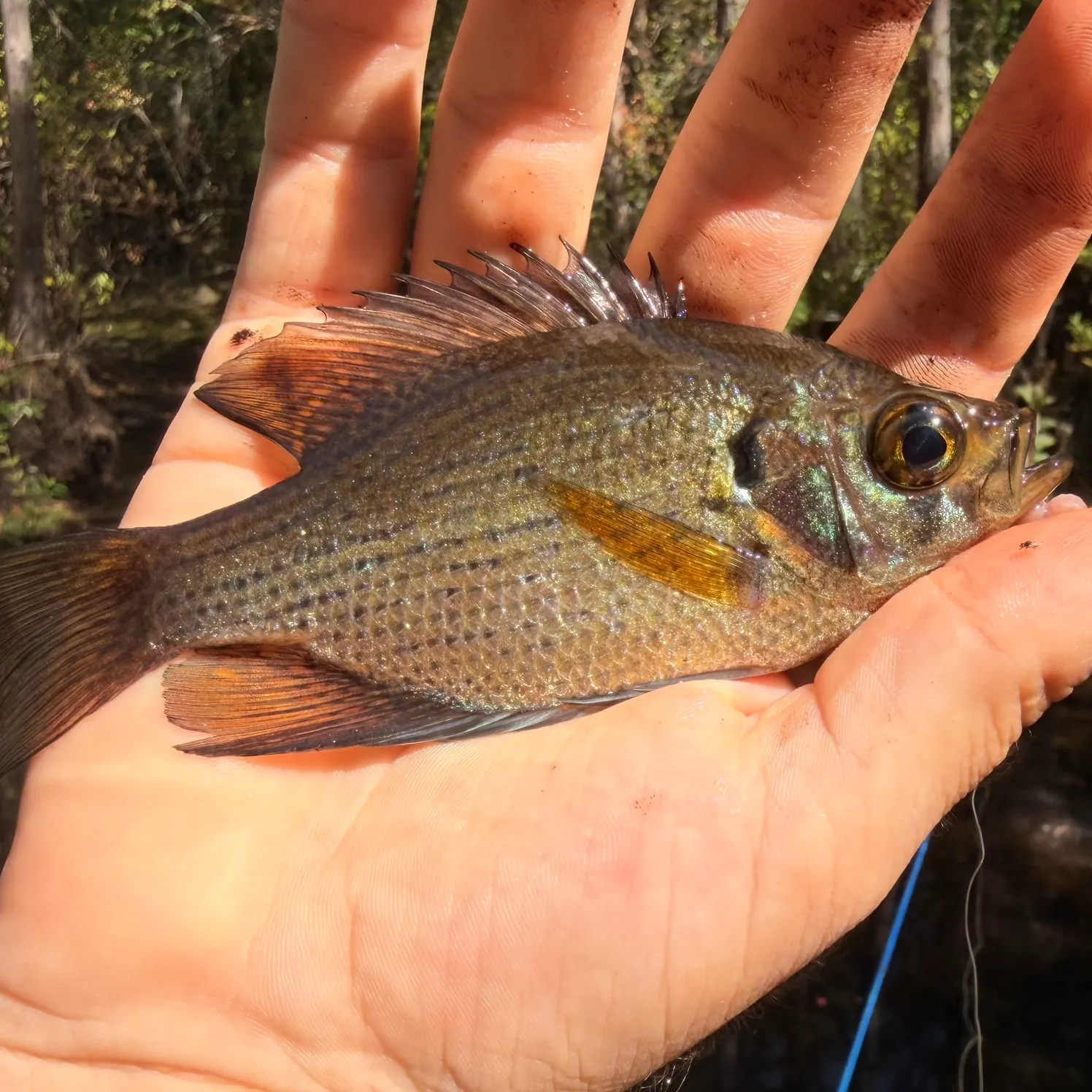 The most recent Flier catches on Fishbrain