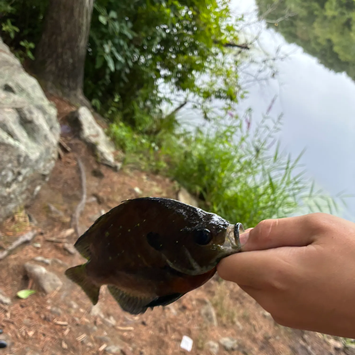 Spotted sunfish caught on Fishbrain
