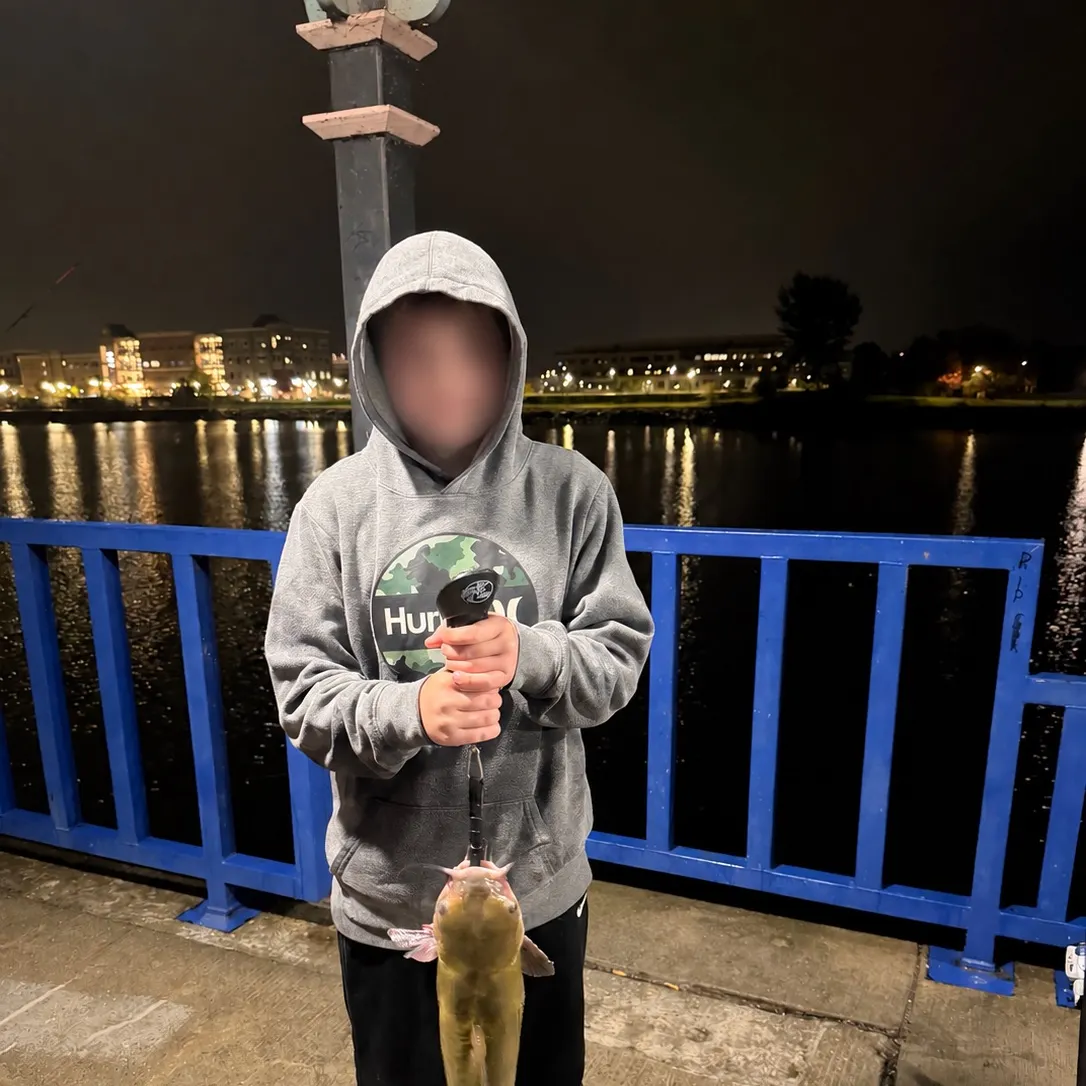 Flathead catfish caught on Fishbrain