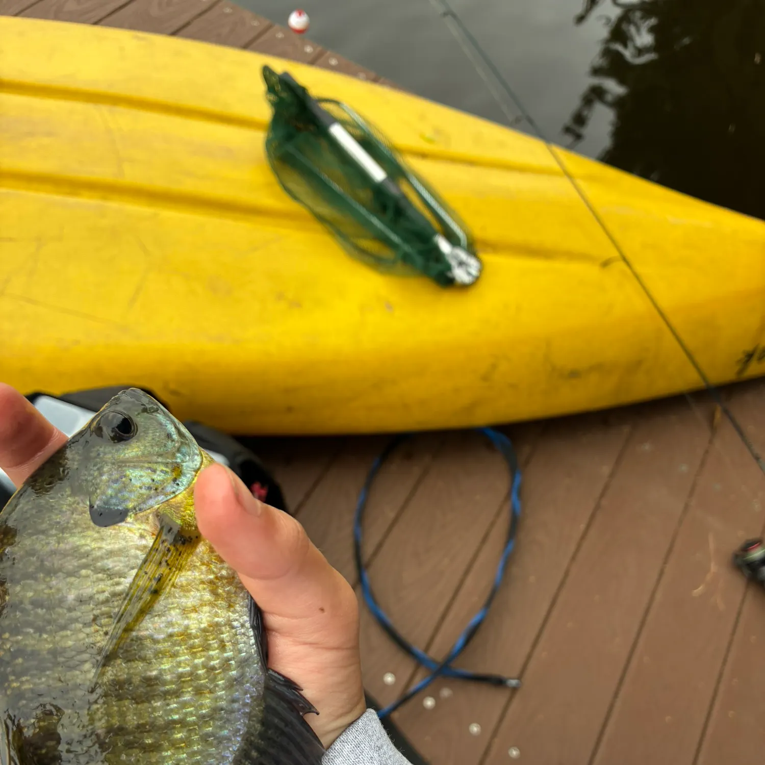 Bluegill caught on Fishbrain