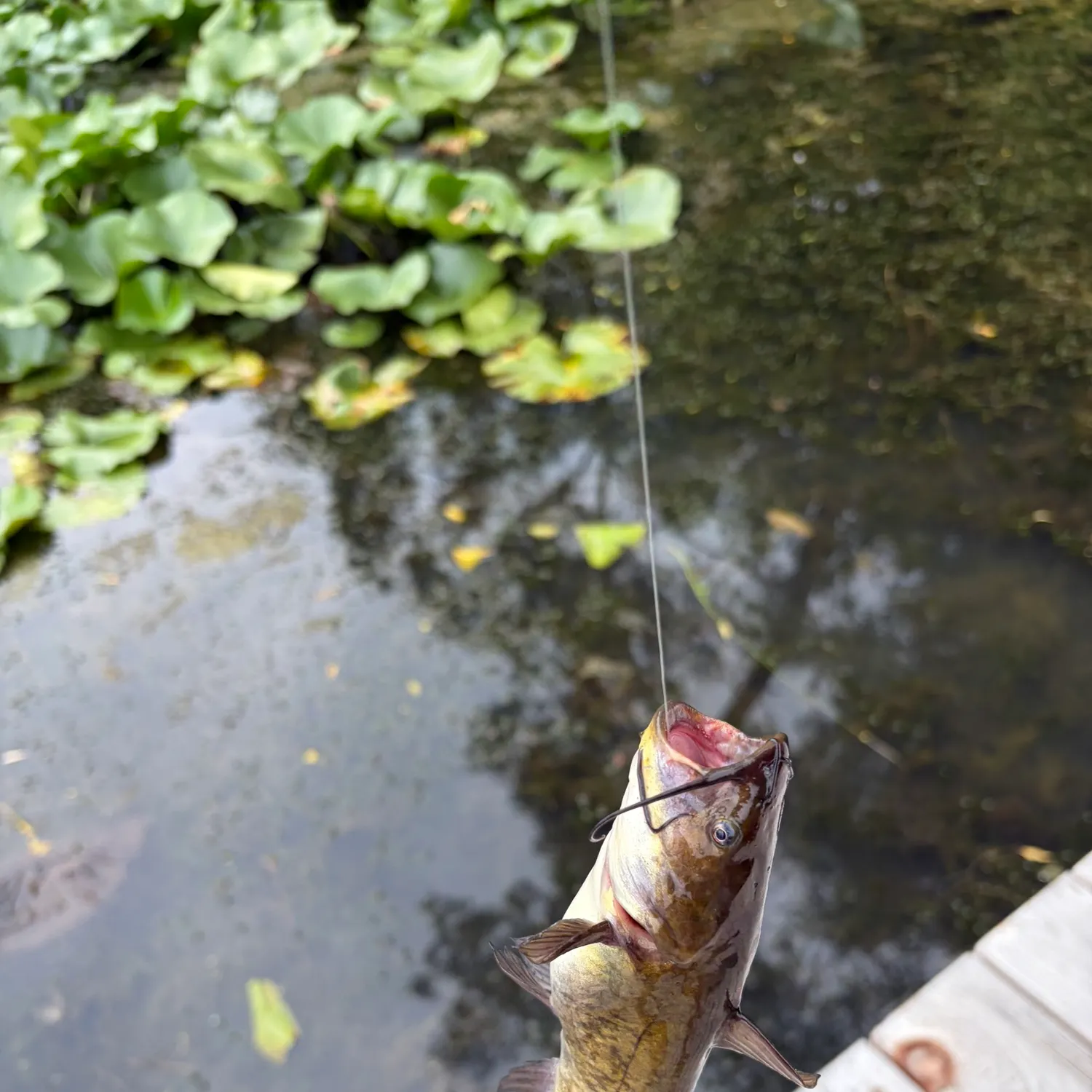 Black bullhead caught on Fishbrain